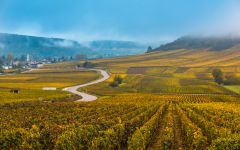 Boissy & Delaygue Vineyards in the Southern Rhône Winery Image