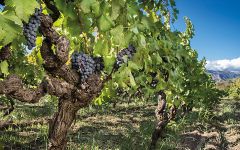 Donnafugata Etna Vineyard Winery Image
