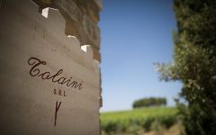 Tolaini Winery Image
