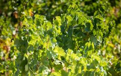 Bodegas y Vinedos Ilurce  Winery Image