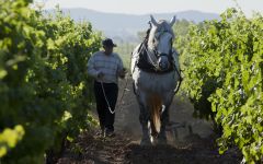 Chateau Maris Horses Tilling the Vineyard Winery Image