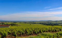 Trenel Trénel Vineyard Winery Image