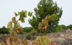 Pinol Winery Image