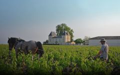 Chateau Margaux  Winery Image