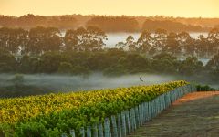 Cape Mentelle Winery Image