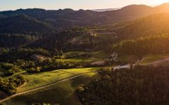 Newton Vineyard Winery Image