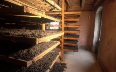 Tenuta Sant'Antonio Corvina Drying for Amarone Winery Image