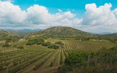 Sella & Mosca Vermentino in Alghero Winery Image