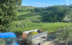 Saracco Harvest at Saracco Winery Image