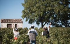 Chateau La Cardonne Winery Image