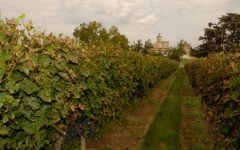 Chateau Bonnet Chateau Bonnet Vineyard Winery Image