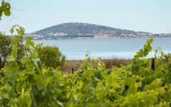 Jadix Vineyard with view of Mediterranean Sea Winery Image