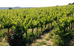 Vilarnau Vilarnau Vineyards Winery Image