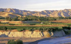 Babich Wakefield Downs Vineyard Winery Image