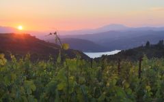 Continuum 2010 | Wine.com