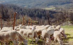 Burgess Cellars Burgess Sheep Winery Image