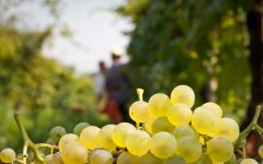 Bisol Bisol Harvest Winery Image