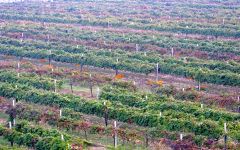 Cantine Cavicchioli Winery Image