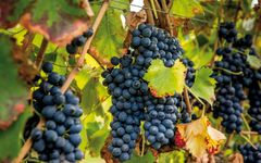 Chateau Laurou  Winery Image