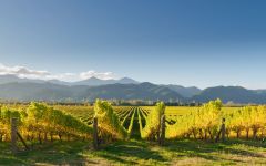The Horologist Marlborough  Winery Image