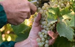 Candoni De Zan Harvest Winery Image