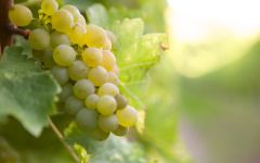 Frenzy Marlborough Sauvignon Blanc Grapes Winery Image