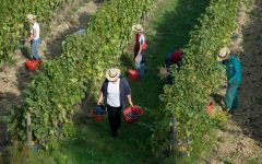 Salcheto Hand Harvesting at Salcheto Winery Winery Image