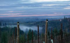 Domaine Roy et Fils Iron Filbert Vineyard - Dundee Hills Winery Image