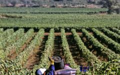 Domaine d'Aussieres Harvest Winery Image