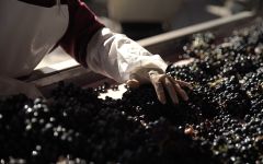 Bodegas Protos Protos Manual Sorting Winery Image