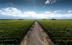 Agua de Piedra The Vineyards of Agua de Piedra Winery Image