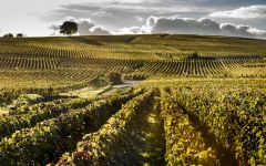 Laurent-Perrier Vineyards Winery Image