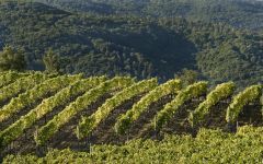 Castello Romitorio Romitorio Vines Winery Image