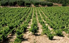 Li Veli Settonce Planting System Winery Image