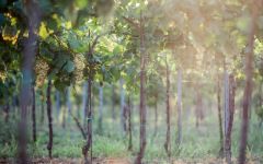 Carletto Winery Image
