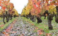 Clos de l'Esperance Soil Winery Image