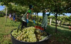 Vionta Harvesting Grapes for Vionta Winery Image