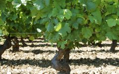 Frederic Esmonin Winery Image