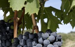 Fanti Sangiovese Clusters Winery Image
