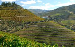 Quinta do Crasto Vineyards Along the Douro River Winery Image