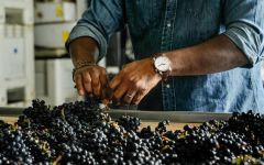 Maison Noir Wines Sorting Grapes Winery Image