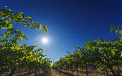 Recanati Recanati Vineyards Winery Image