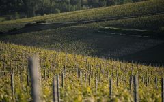 Champagne Thienot Vineyard Winery Image
