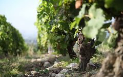 Grand Fossil Grand Fossil Soil Winery Image