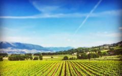 Arnaldo Caprai Arnaldo Caprai Vineyards Winery Image