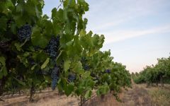 Reciprocity Reciprocity Cabernet Sauvignon Winery Image