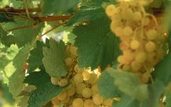 Domaine EdeM Rosae Elena de Mendoza Non-Alcoholic Wines Winery Image