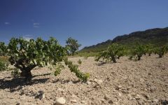 Bodegas Juan Gil Sandy, Pebbled Limestone Soils Winery Image
