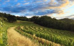 Chappellet Winery The Steep Vineyards of Pritchard Hill Winery Image