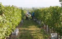 Santi Winery Image